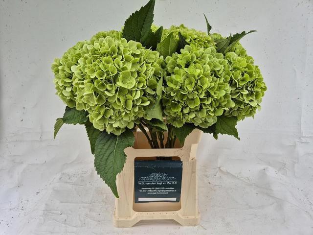 Hydrangea Blizzard Classic 60cm 20Ø