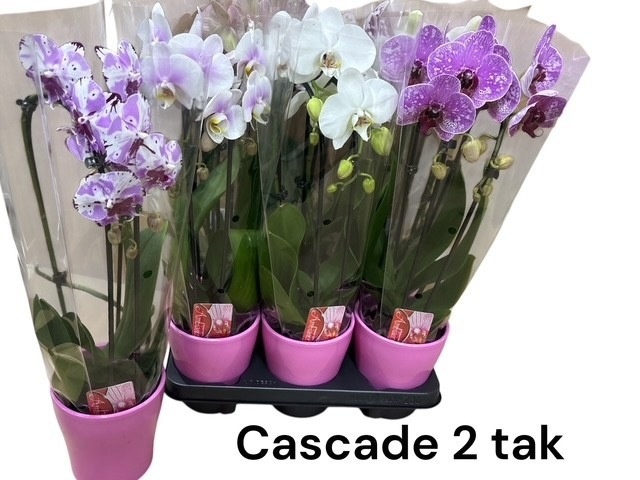 Arrangement Phalaenopsis Mt 14+ 12Ø