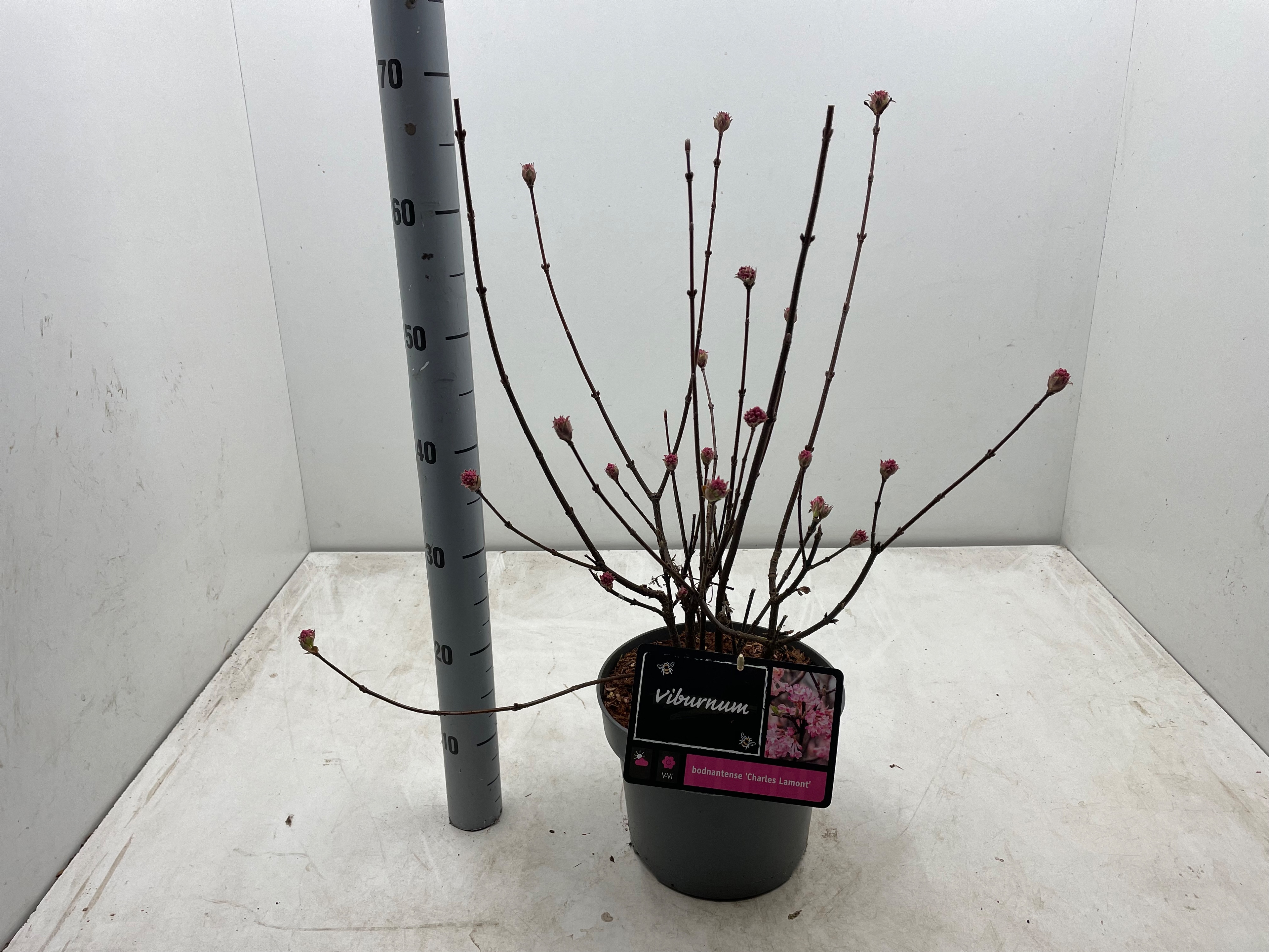 Viburnum bodnantense 'Charles Lamont'