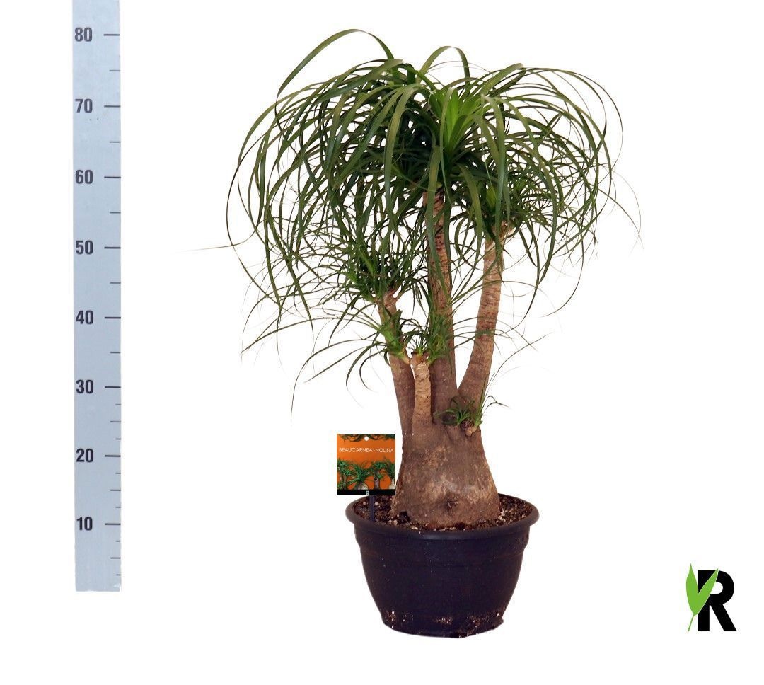 Nolina (BEAUCARNEA) 26Ø 80cm