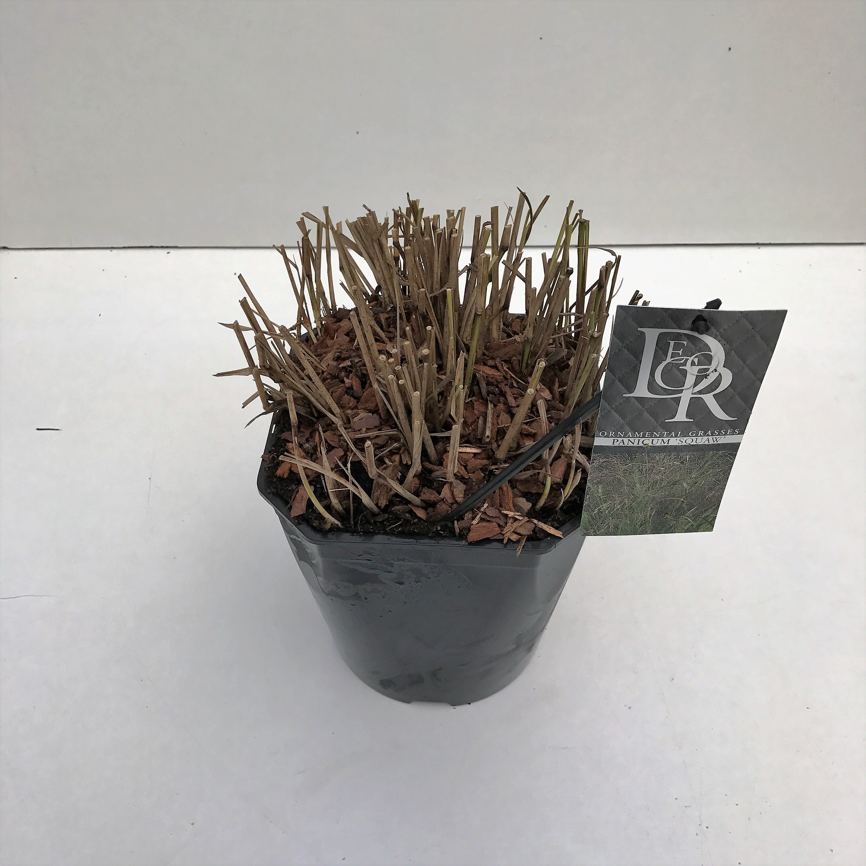 Picture of Panicum Squaw P23 (5 Ltr) SQUARE (LOOSE)