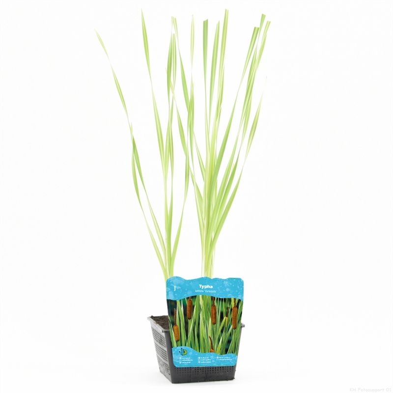 Typha latifolia 'Variegata'