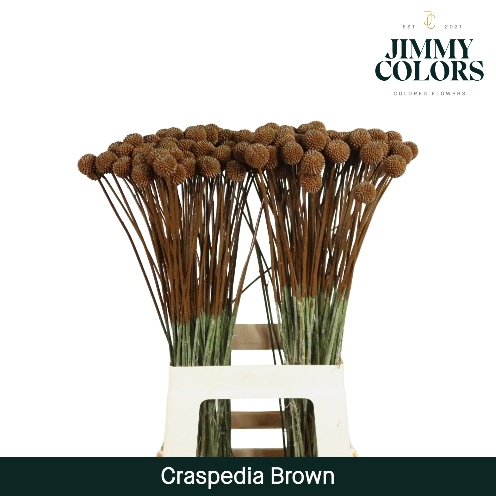 Craspedia L60 Brown