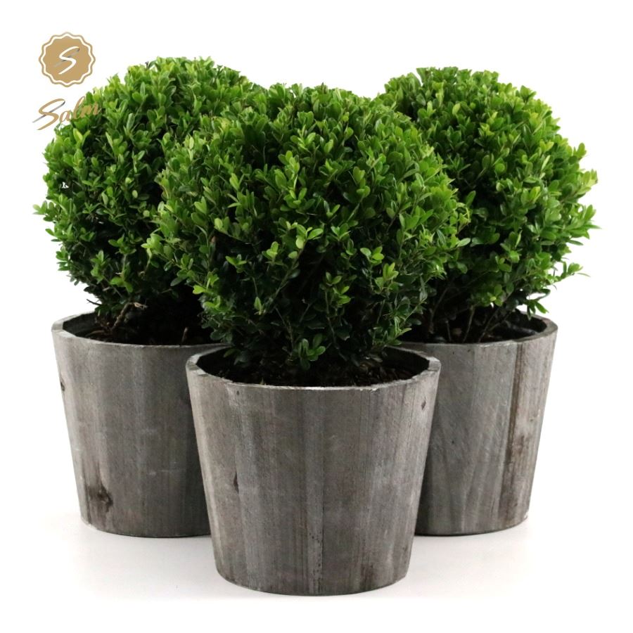 Picture of Ilex crenata Jenny in wood P17 (2 Ltr) BALL-20-CM