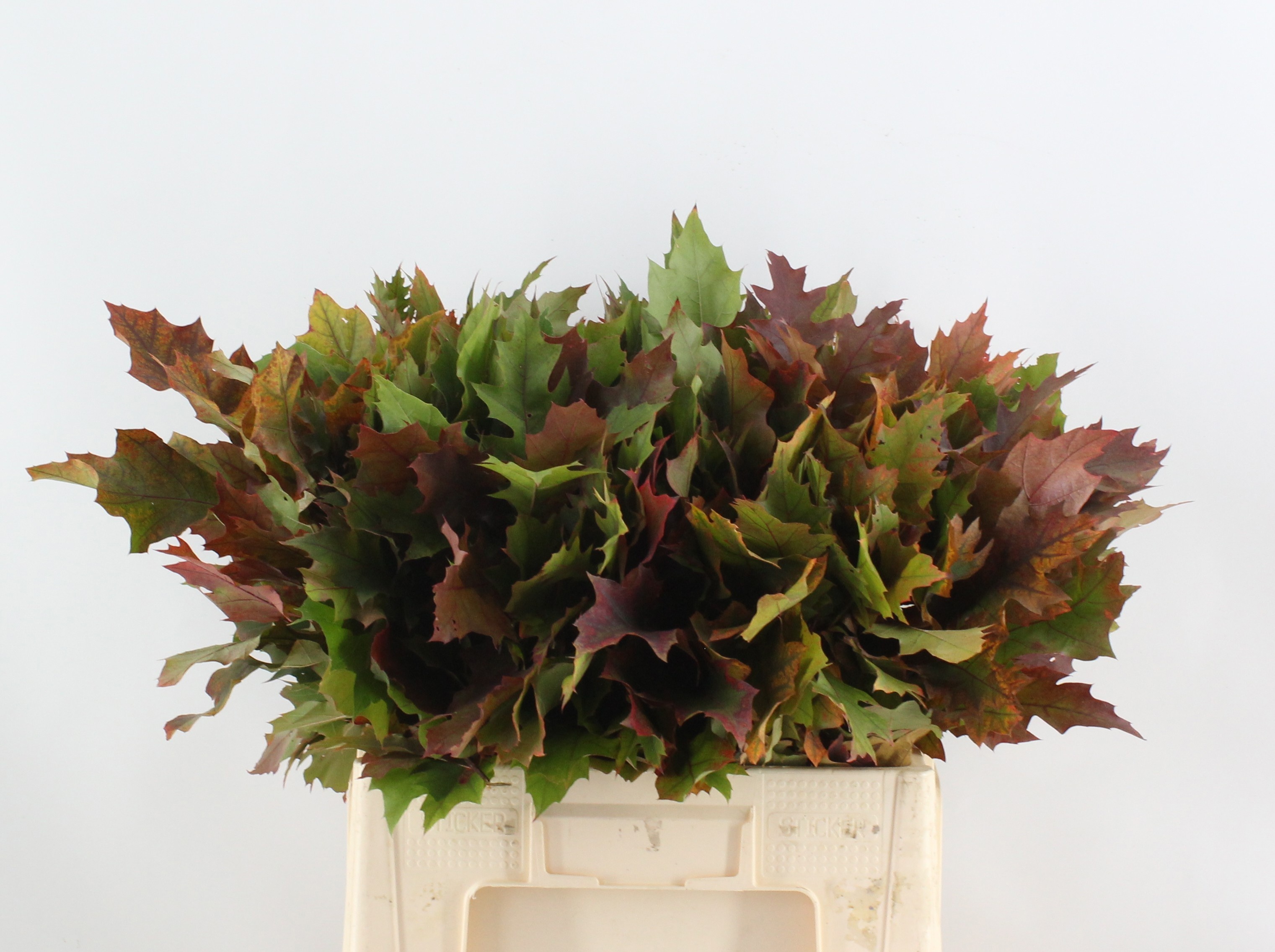 Quercus Rubra 60cm