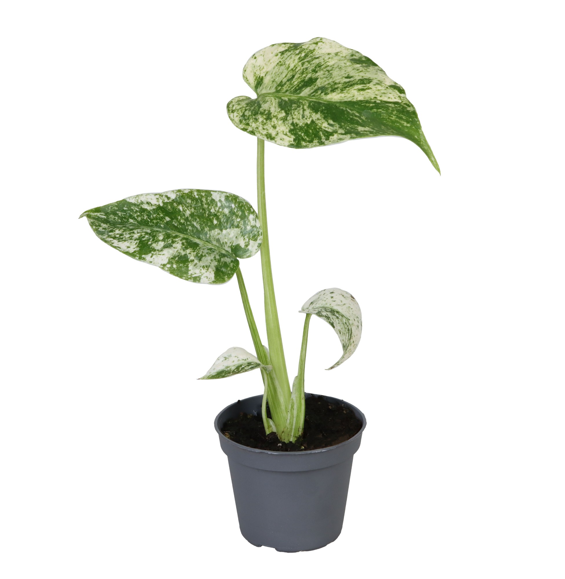 Picture of Monstera Deliciosa Mint Variegated P6 18cm