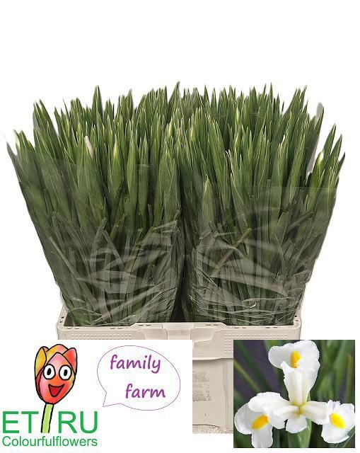 Iris White Magic 50cm