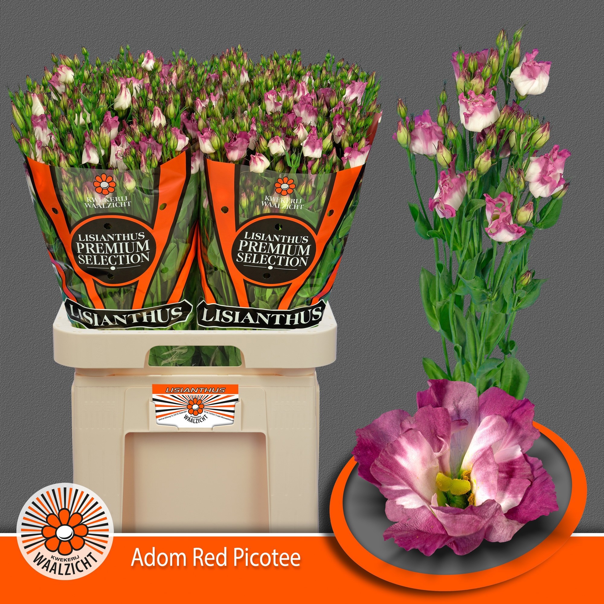 Lisianthus Single Picotee Rd/wh 70cm