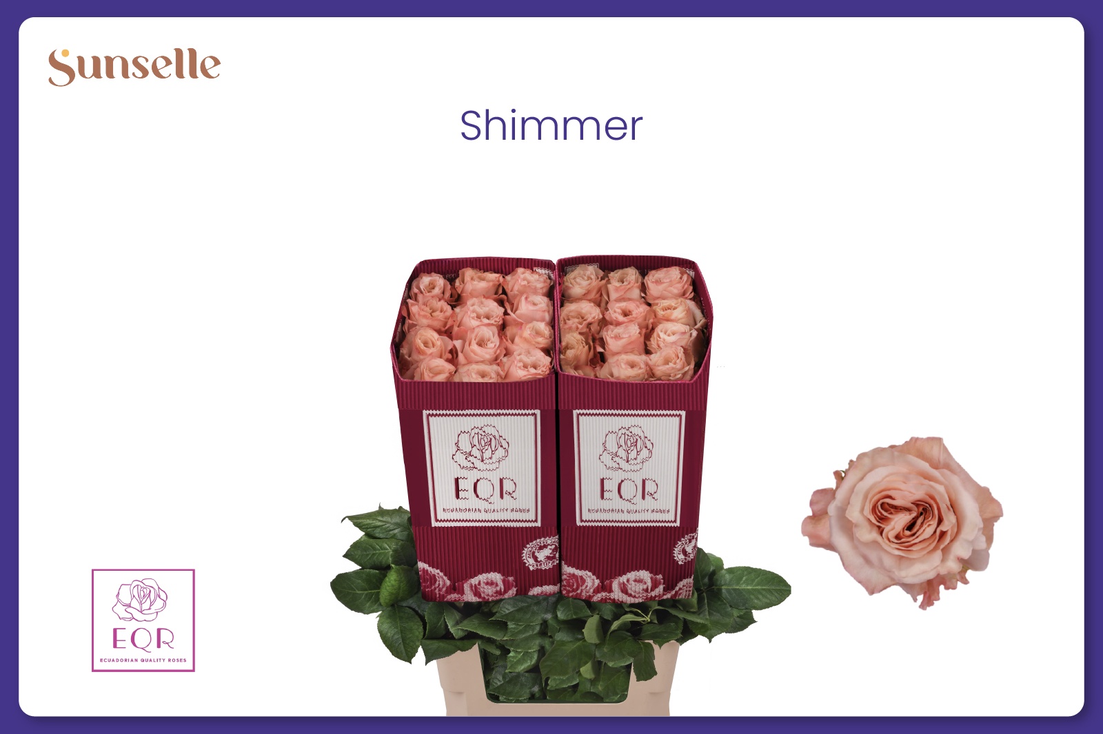 R Gr Shimmer 70L.cm 23bloei