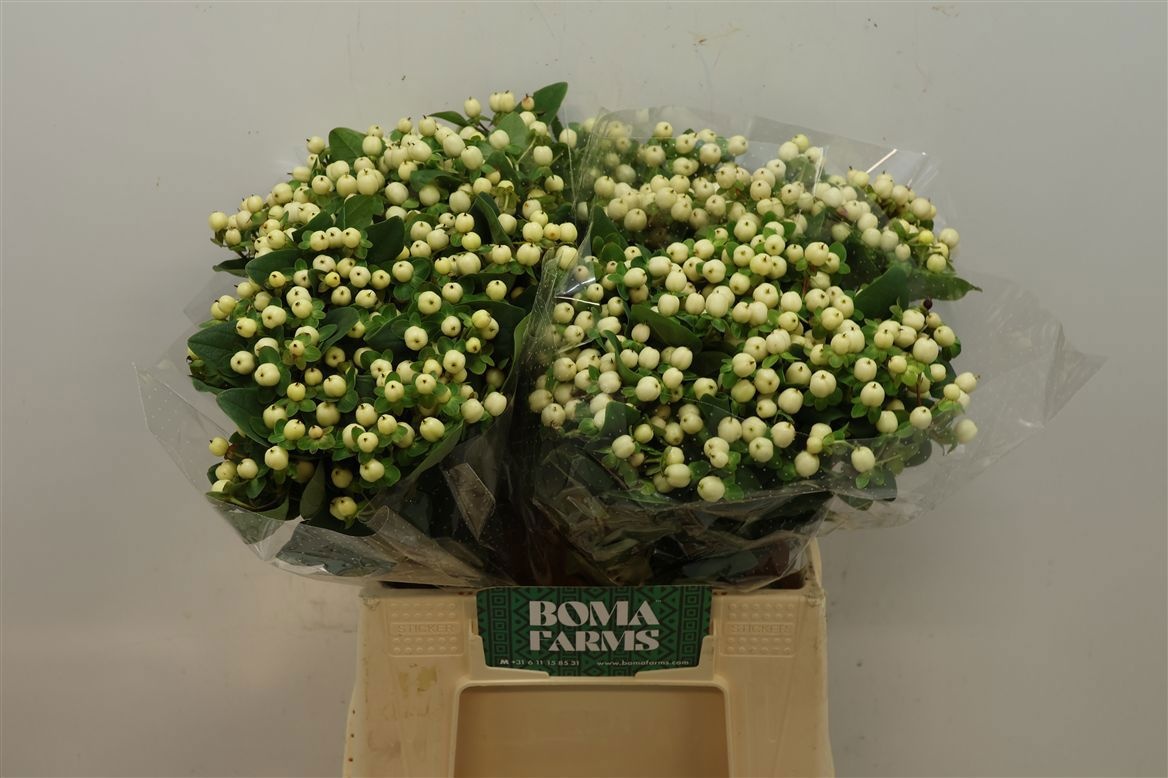 Hypericum Snowprince 50cm