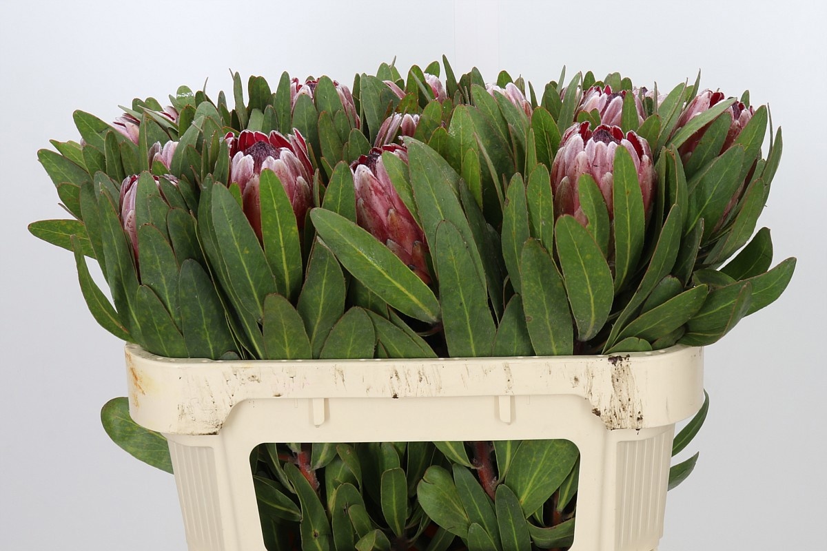 Protea Pink Ice 70cm