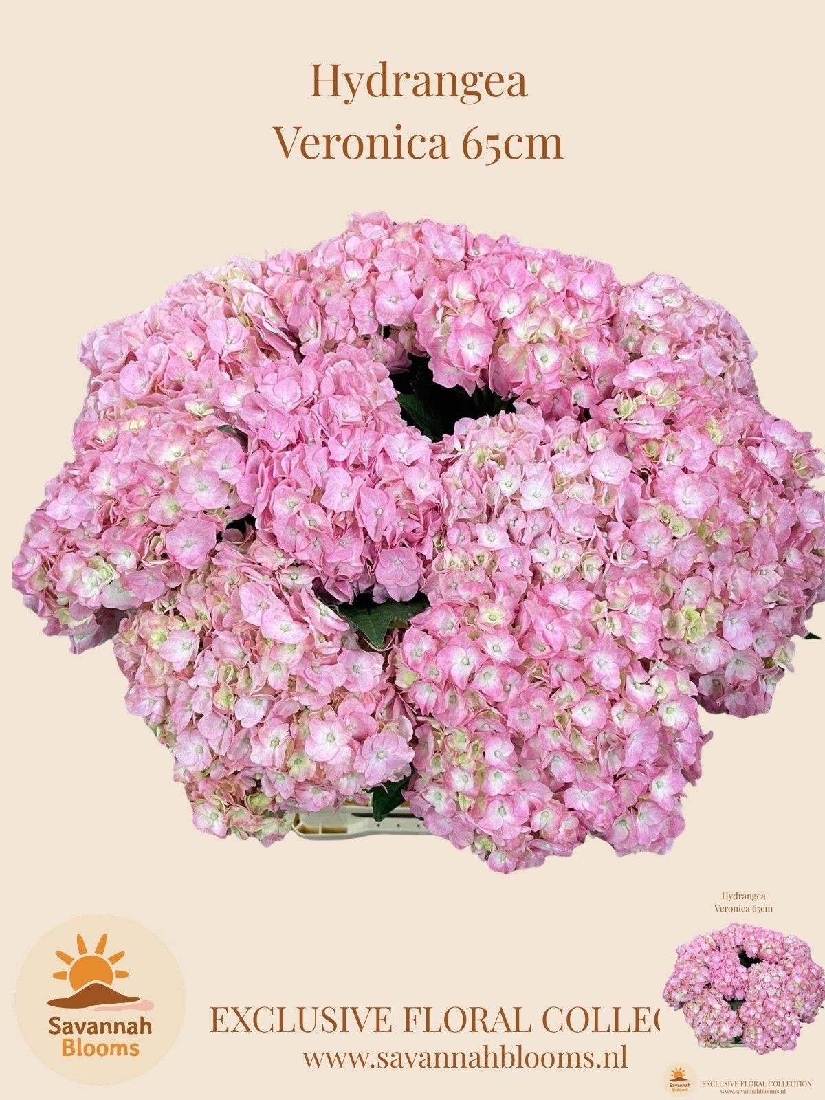Hydrangea Veronica 60cm 18Ø