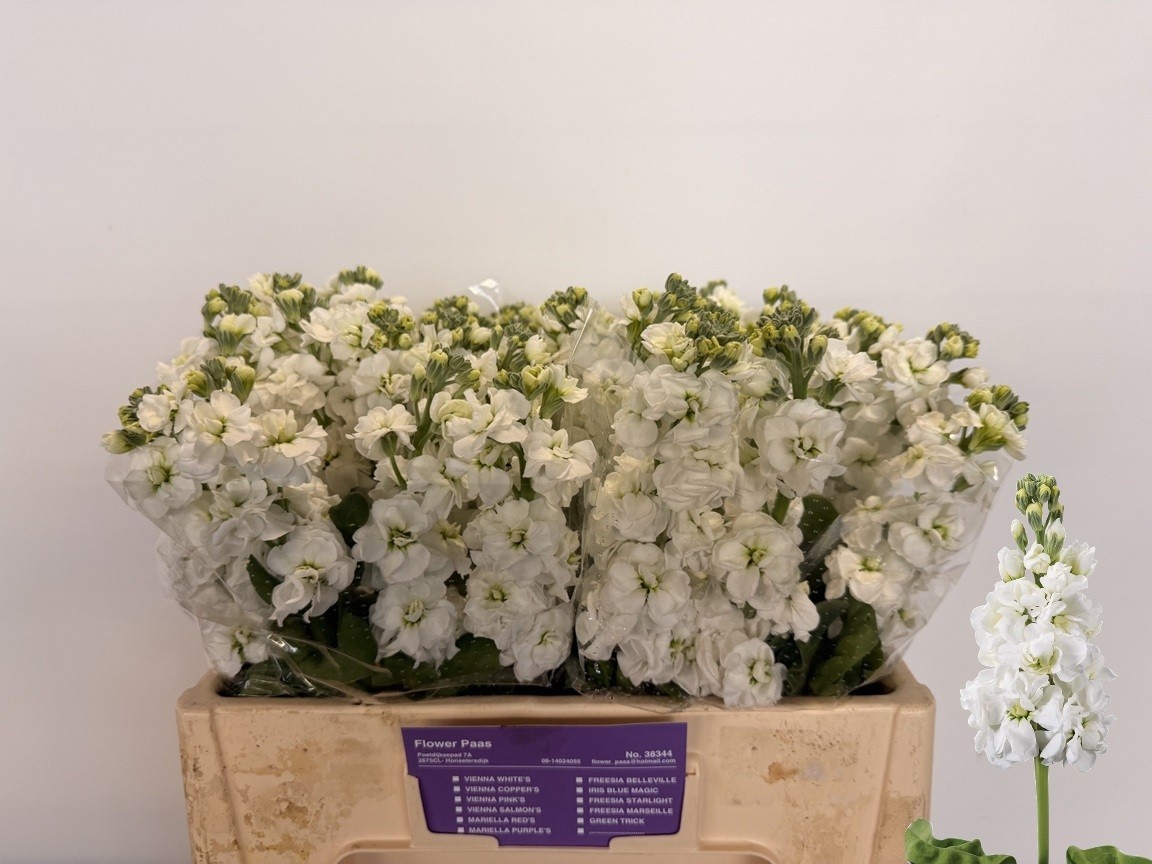 Matth Impala White 50cm