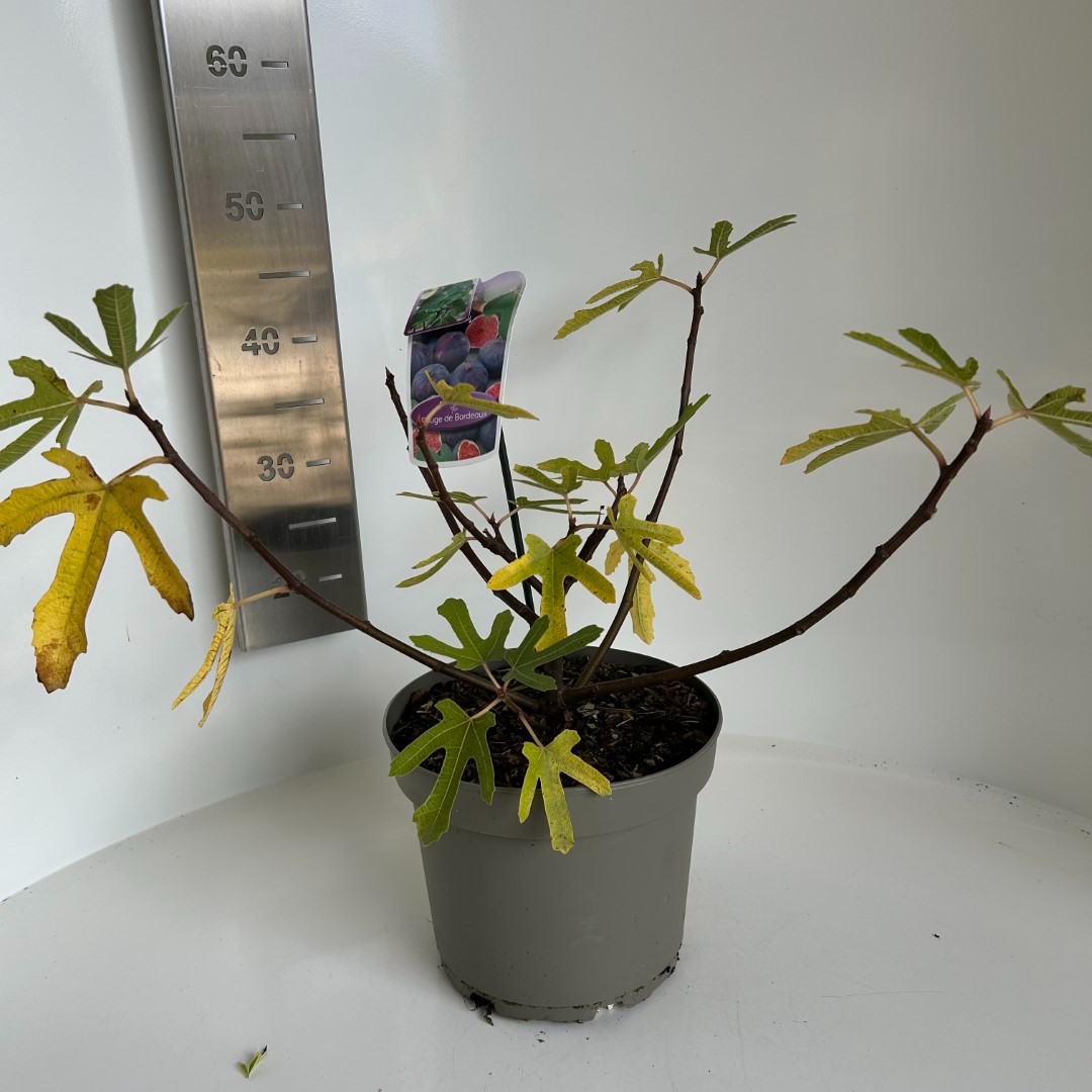 Picture of Ficus carica Rouge de Bordeaux P23 (5 Ltr) (LOOSE)