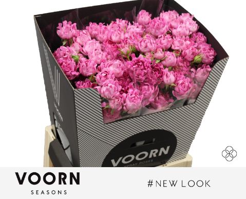 Rosa Spr H New Look 70cm