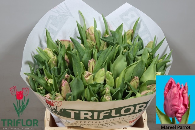 Tulipa Parrot Marvel Parrot 37cm 31gram