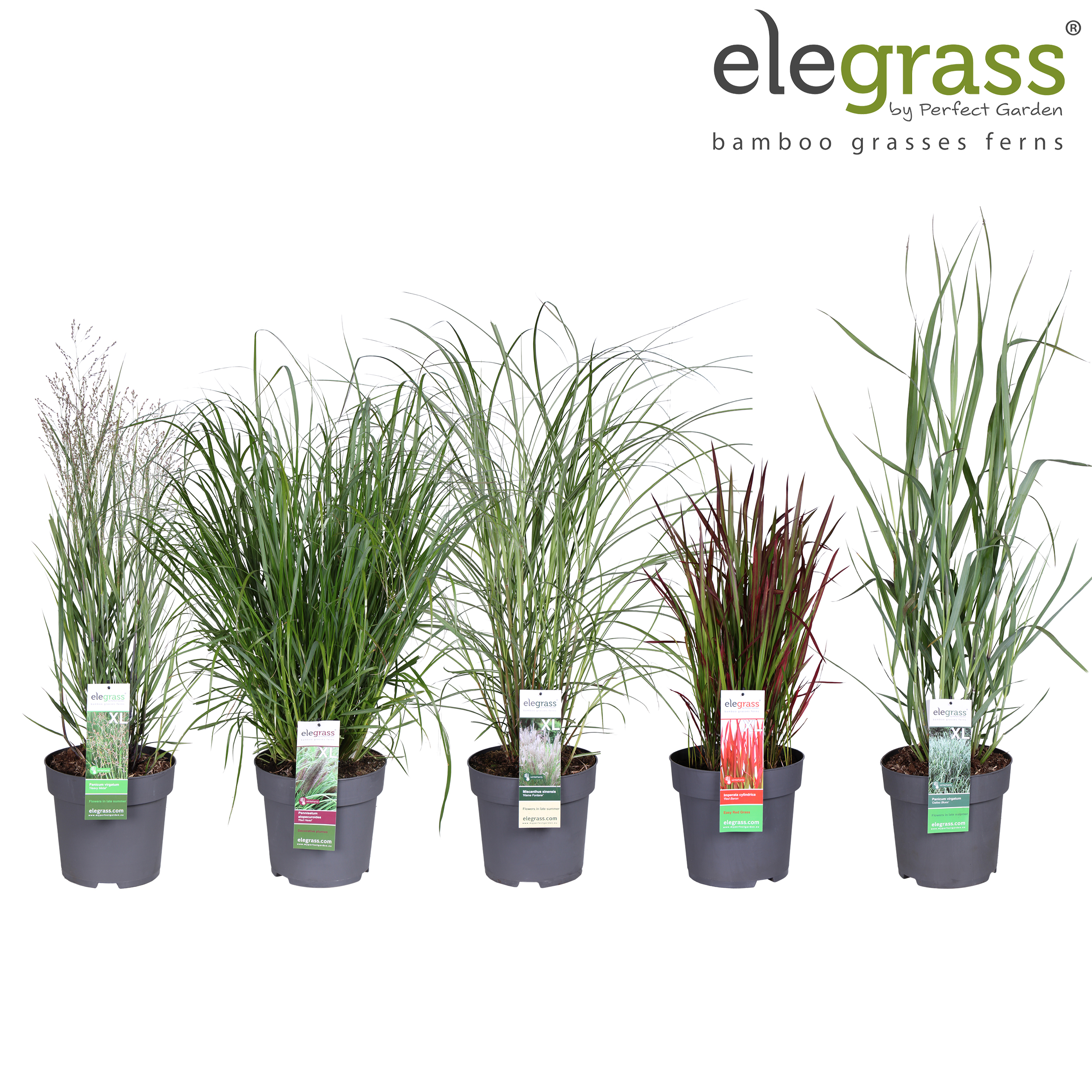 Picture of Grassen mix shelve - Elegrass Hardy Ornamentals P29