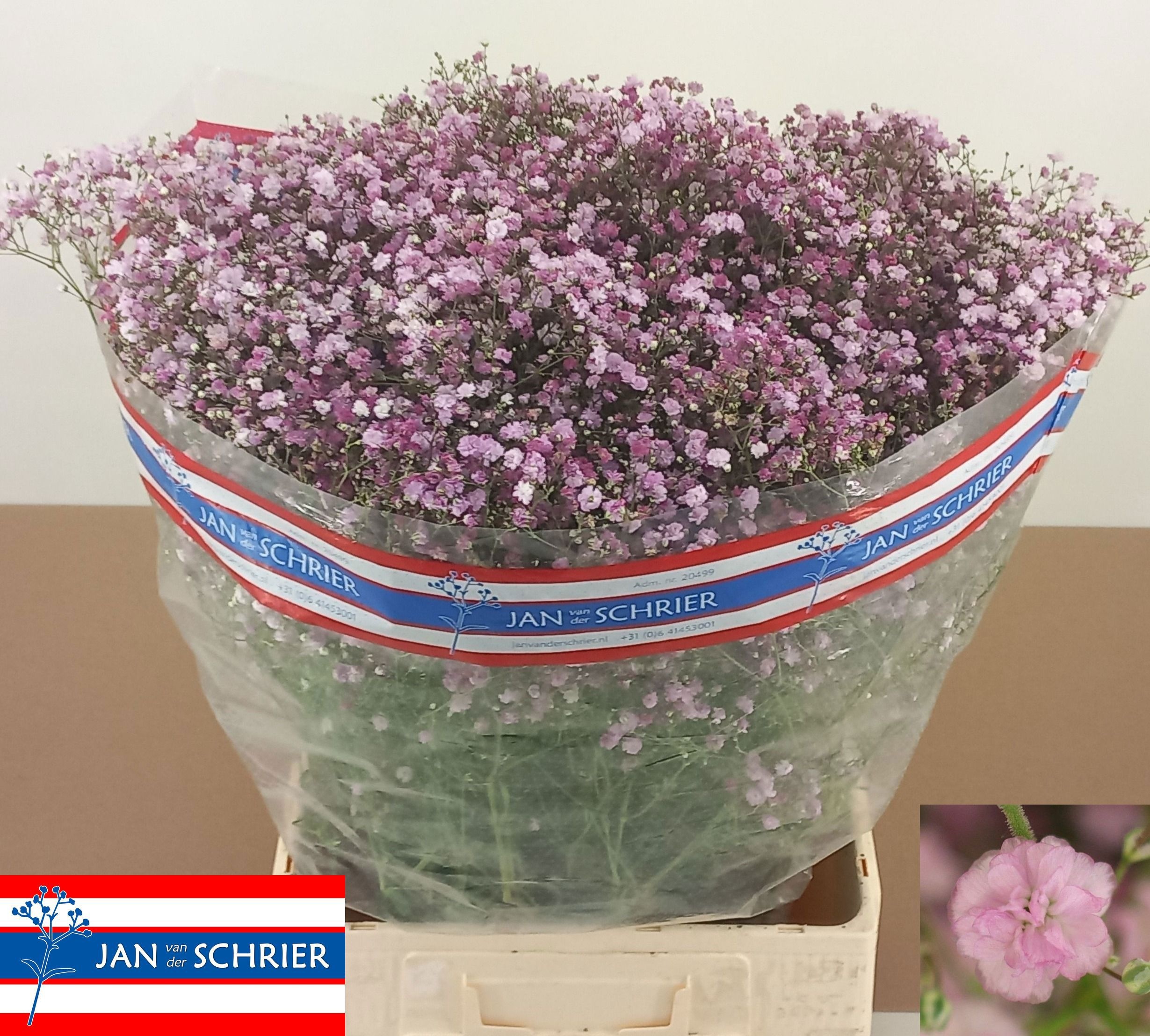 Gypsophila My Pink 80cm 50gram