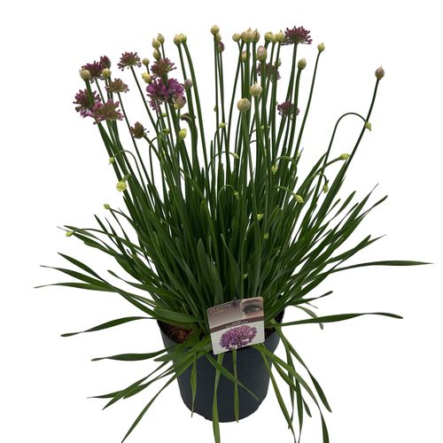 Allium 'Millenium'® sense p27 Asra