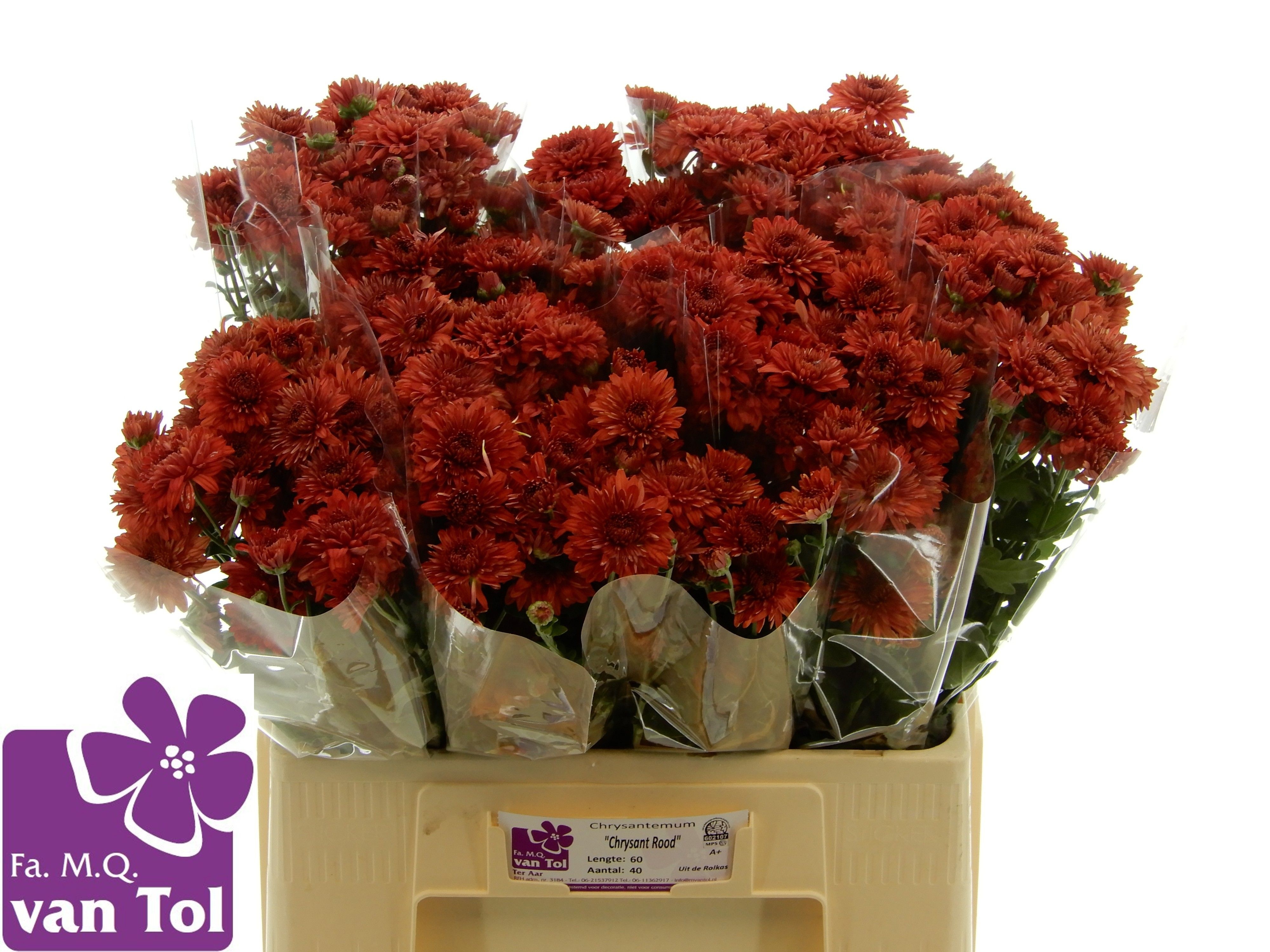 Chrys Spray Gompie Red 60cm 35gram