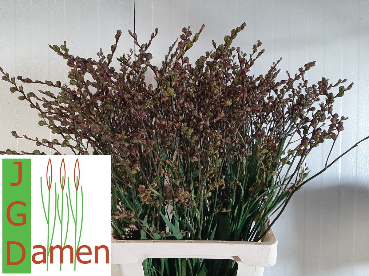 Crocosmia Berry Carmine 70cm