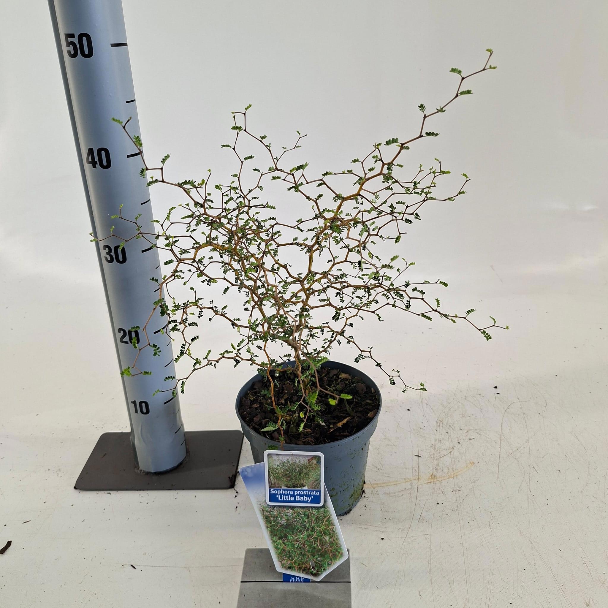 Sophora prostata 'Little Baby'