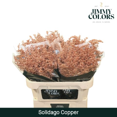 Solidago L80 Copper