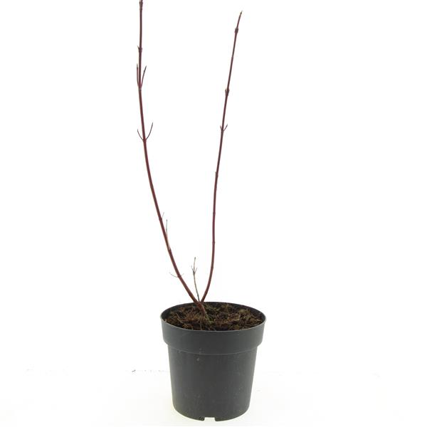 Picture of Cornus alba Gouchaultii P17 (2 Ltr)