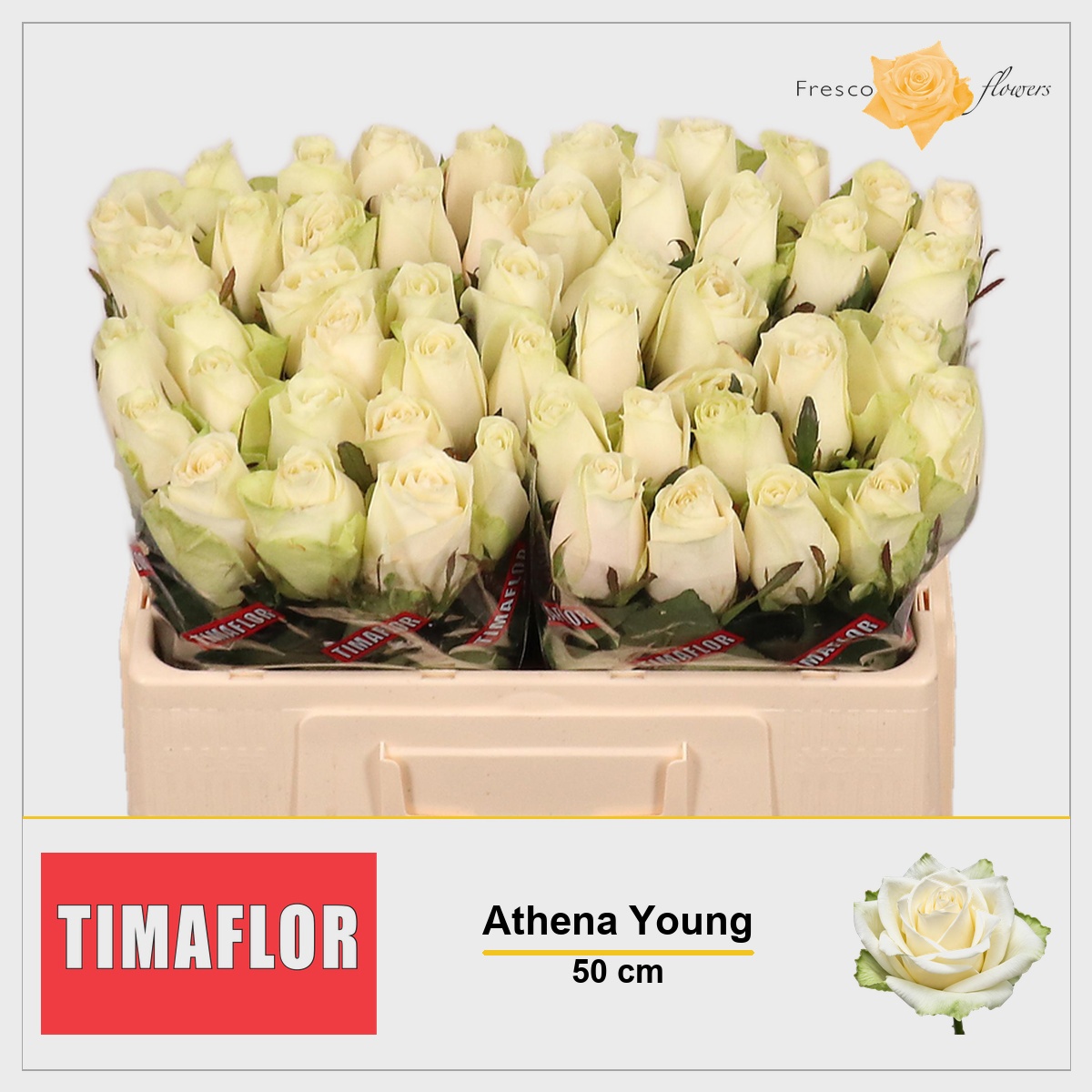 Rosa Athena 50cm