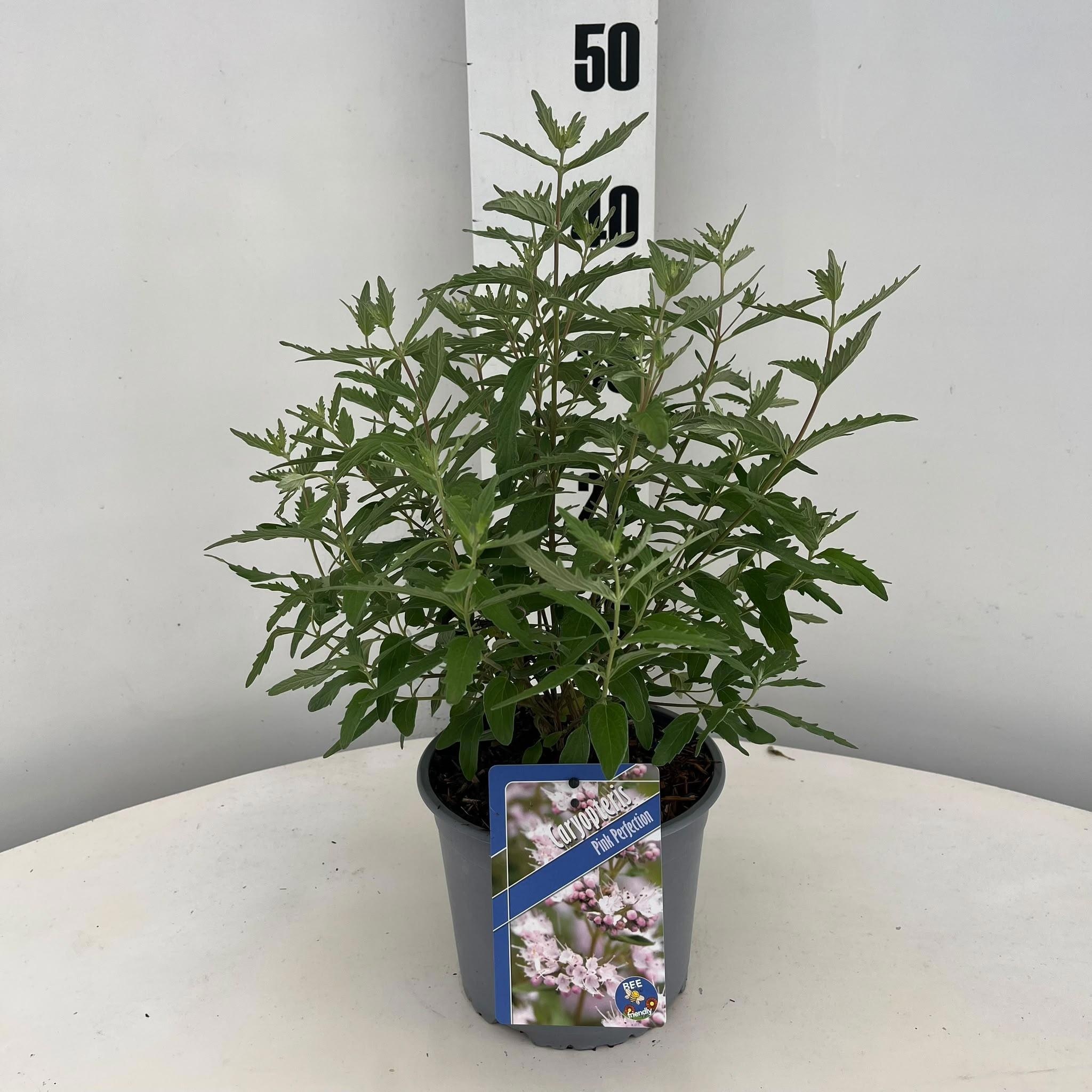 Caryopteris clandonensis Pink Perfection ('Lisspin') lisspinpbr