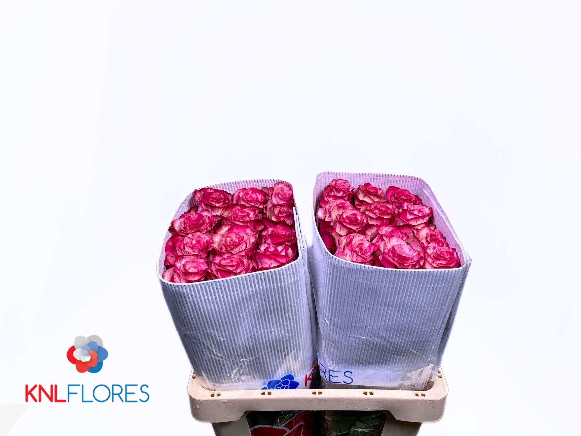 Rosa 50cm