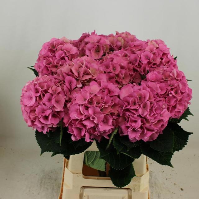 Hydrangea Royal Palace Classic 60cm 19Ø