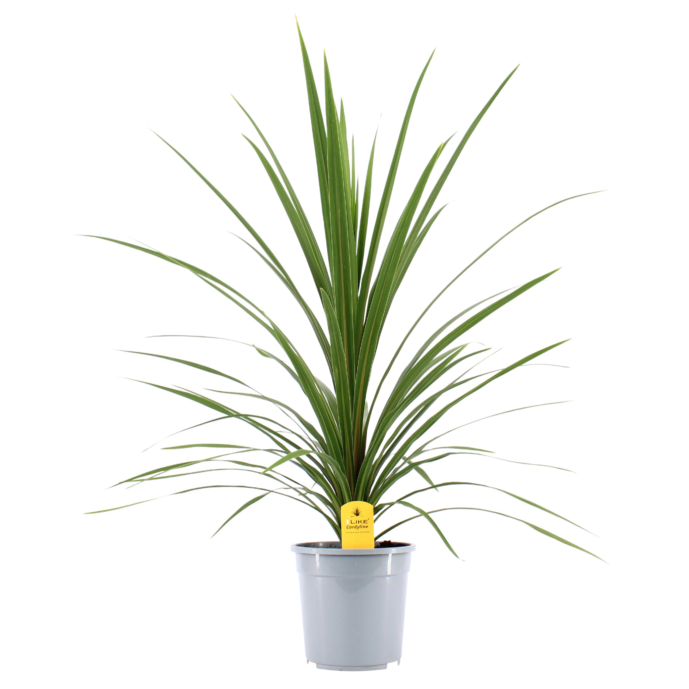 Picture of Cordyline Australis Verde P24 (6 Ltr) (LOOSE)