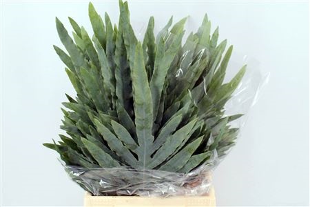 Varens 40cm