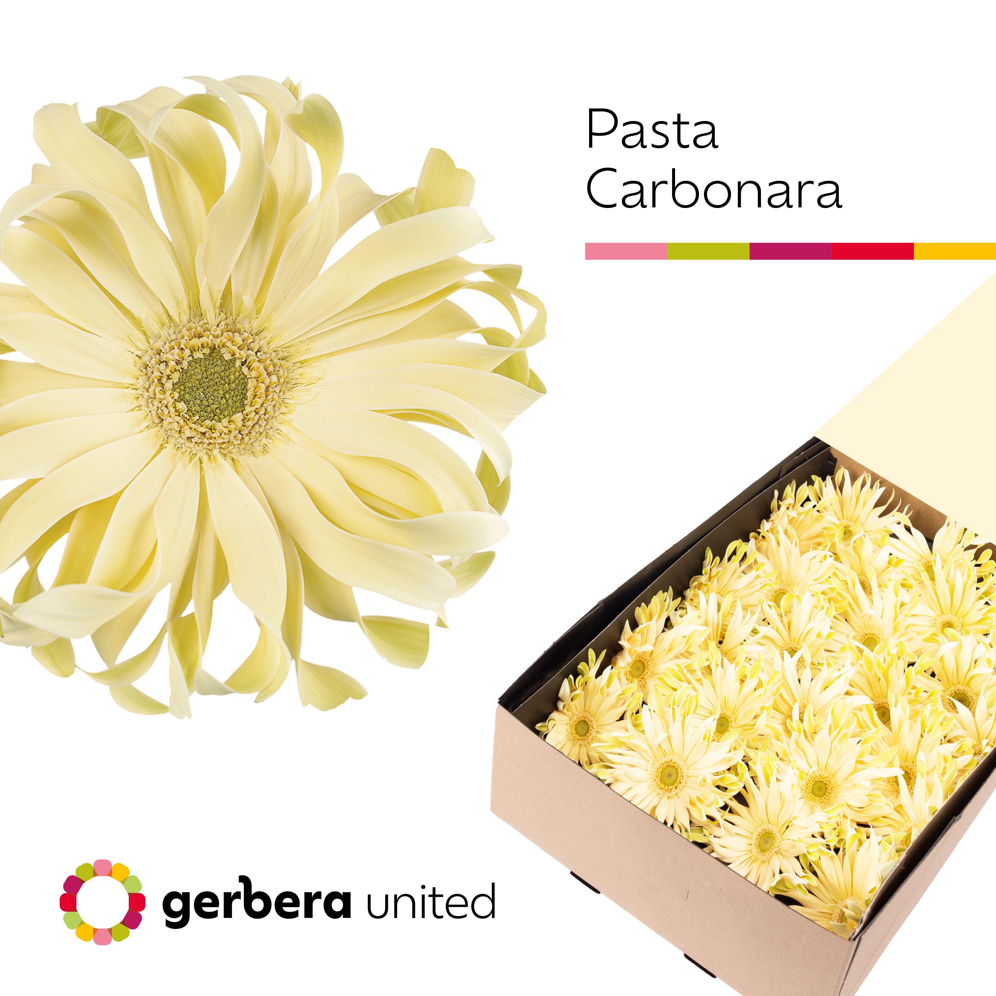 Ge Gr Pasta Carbonar