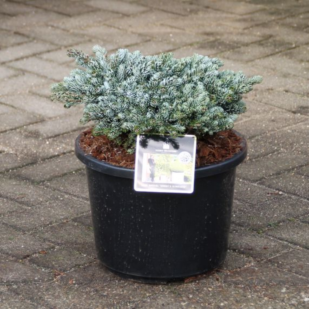 Picture of Abies koreana Kohout's Icebreaker C11 25/30 (LOOSE)