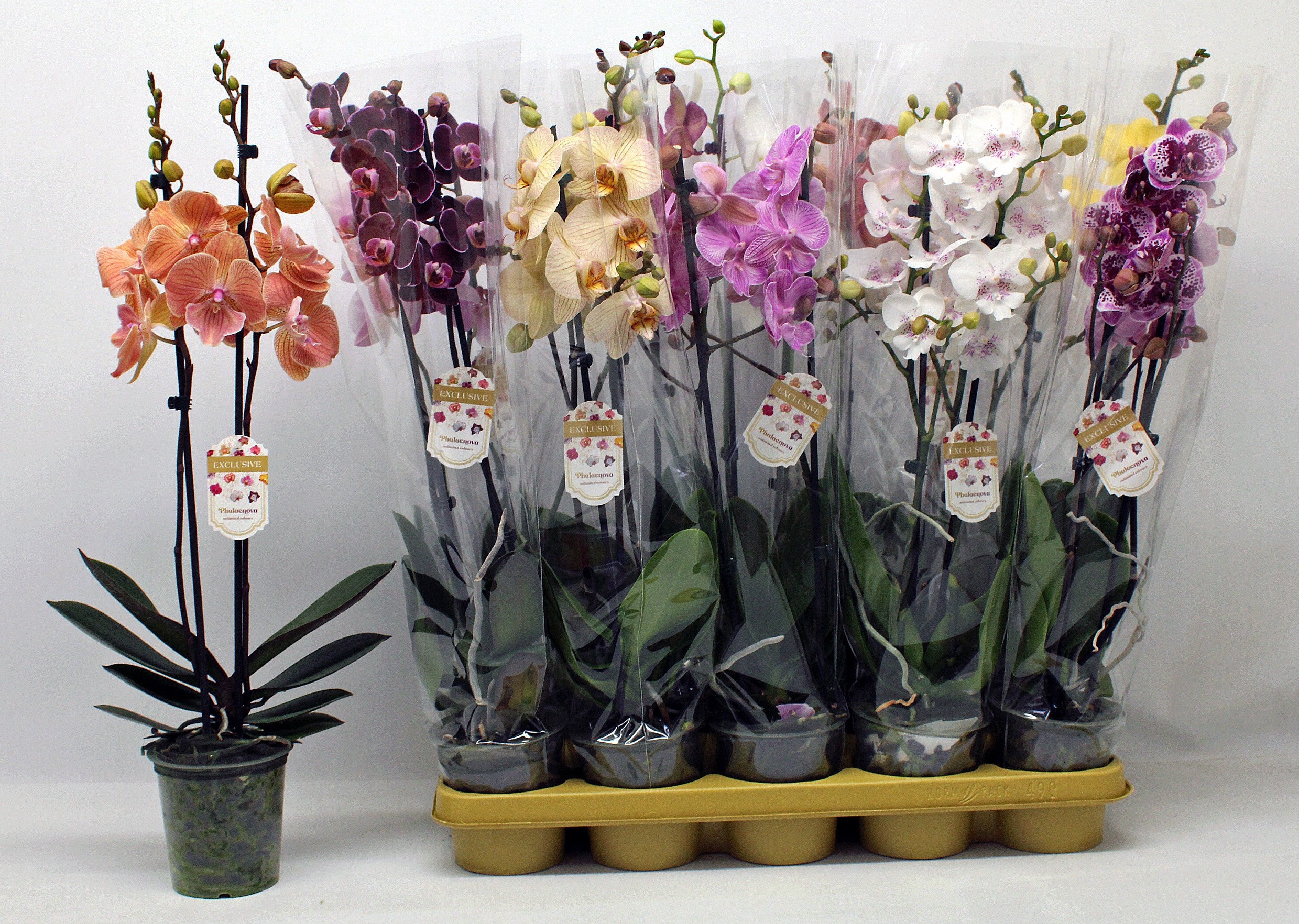 Phalaenopsis Asst 12Ø 60cm