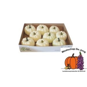 Cucurbita Baby Boo
