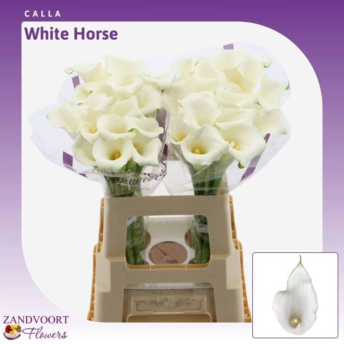 Calla Whitehorse 60cm
