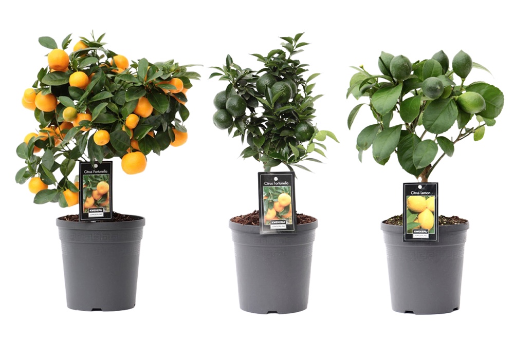 Picture of Citrus Mix 3 soorten P15 37CM