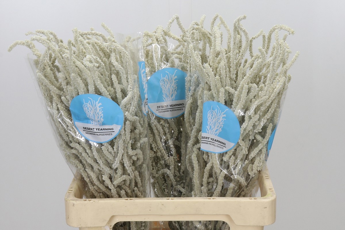 Amaranthus Yearming Desert 60cm