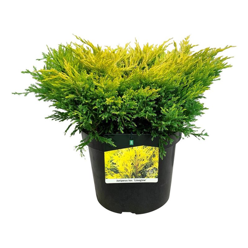 Picture of Juniperus hor. 'Limeglow'