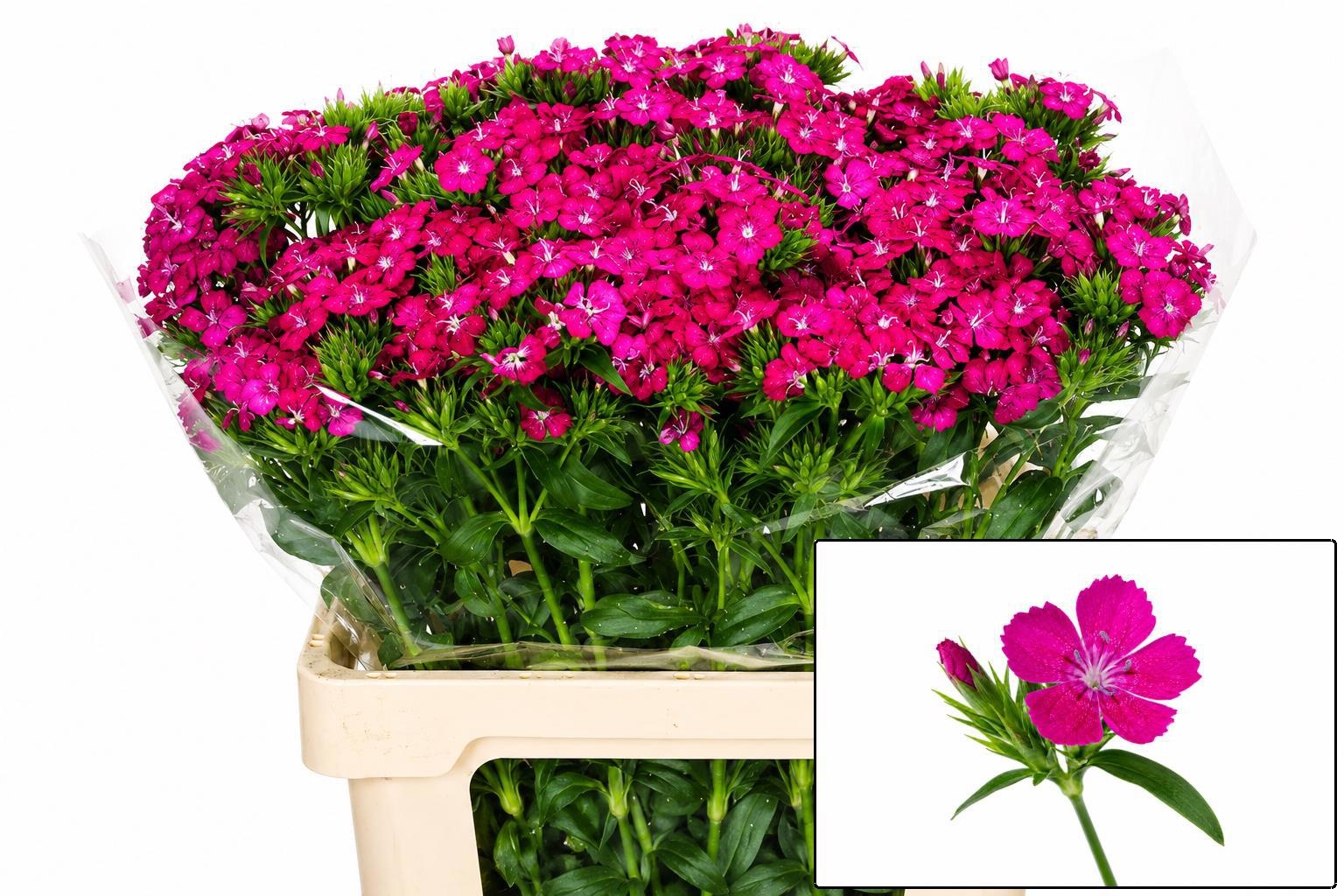 Dianthus Barb Neon Cherry 50cm