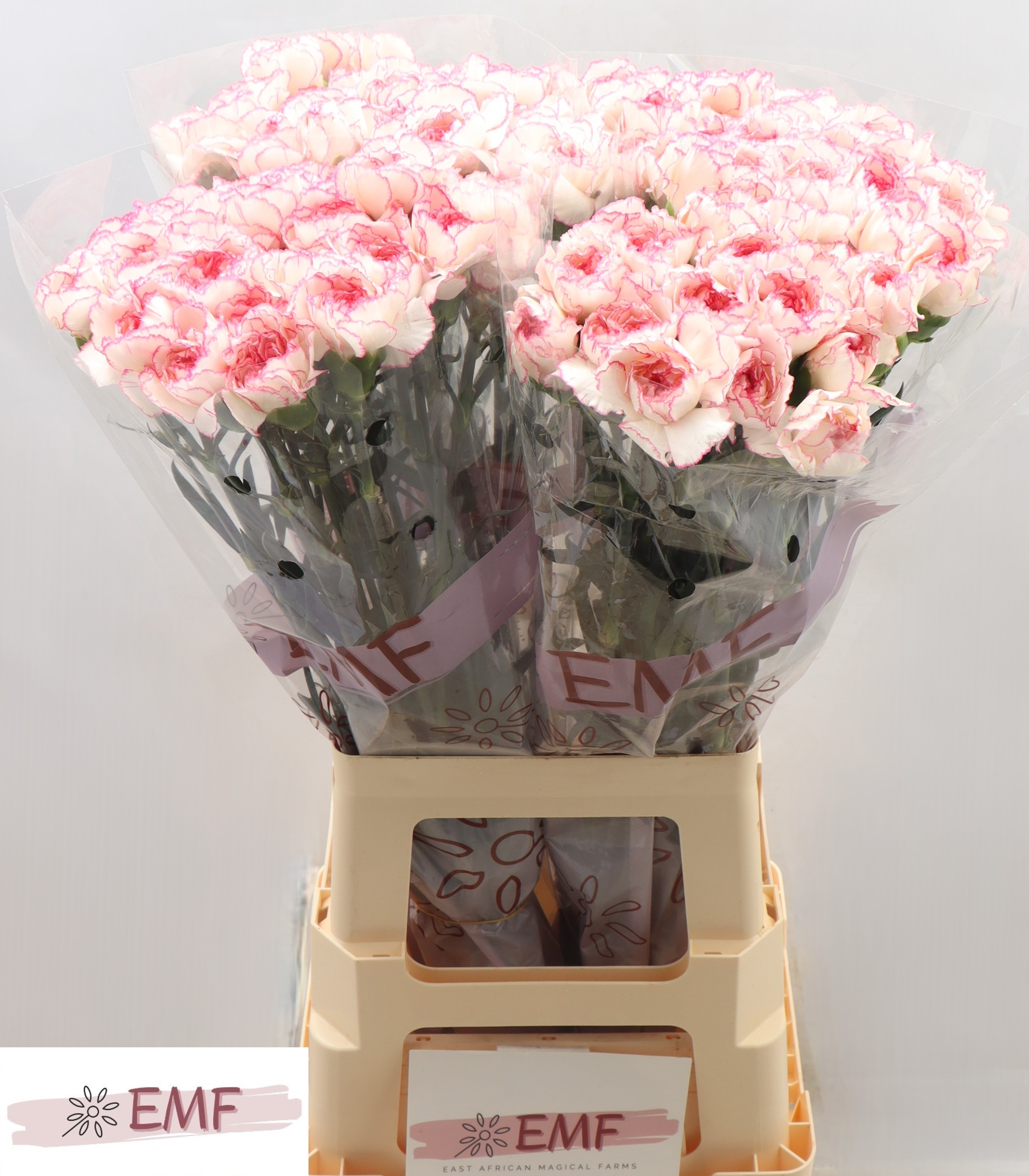 Di St Pastel Damascu