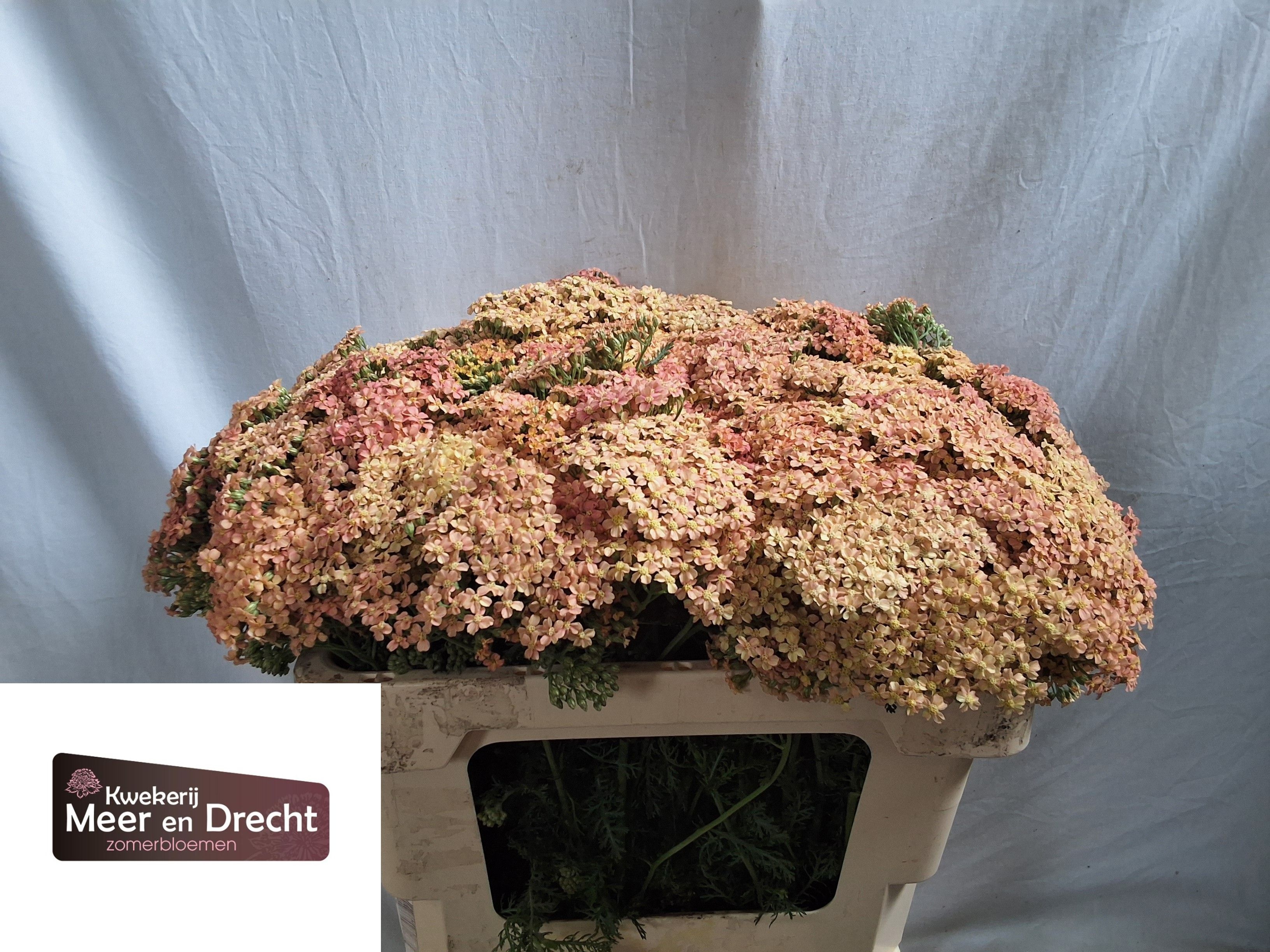 Achillea Lachsschonheit 52cm