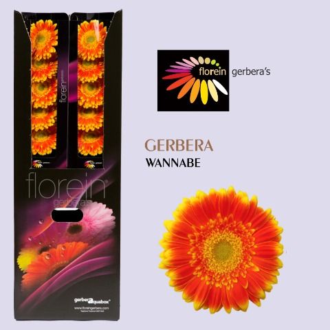 Ge Gr Wannabe