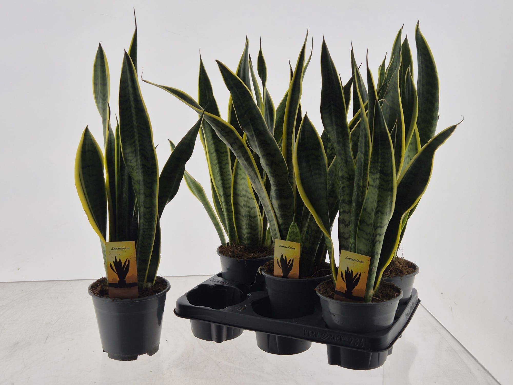 Sansevieria trif. 'Laurentii' SANSEV LAURENTII | Gardenline