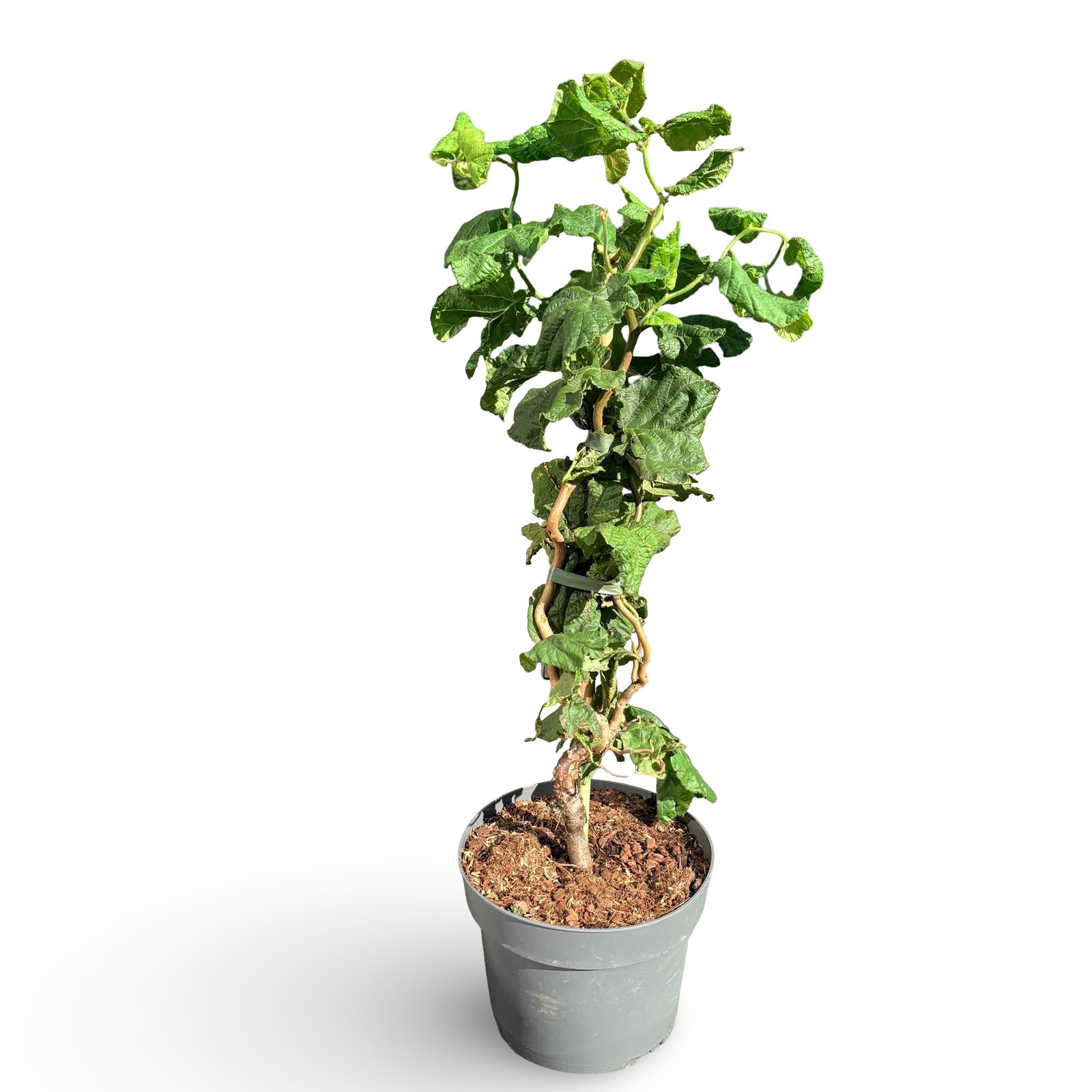 Corylus a. 'Contorta'