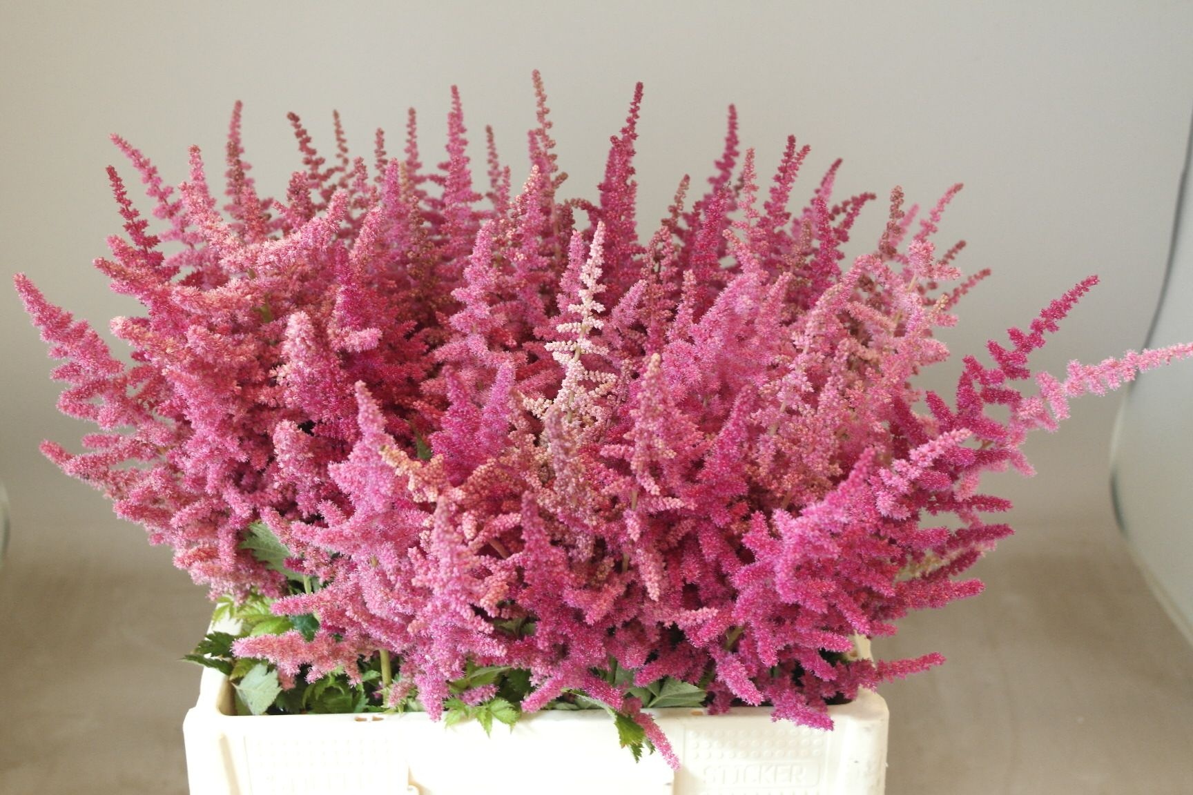 Astilbe Loud N Proud 50cm