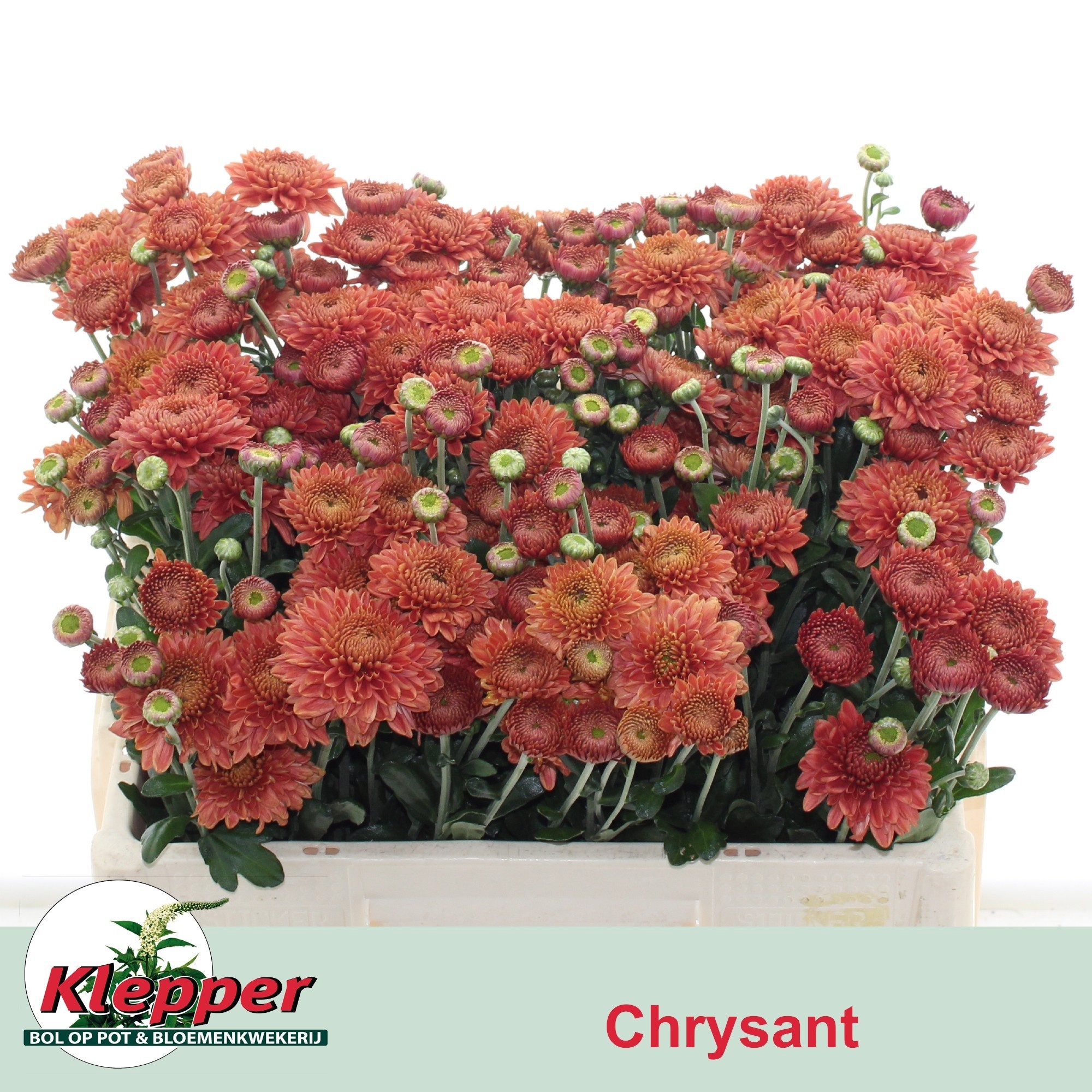 Chrys Spray Blenda Red 50gram